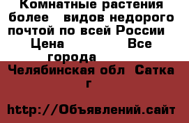 Комнатные растения более200видов недорого почтой по всей России › Цена ­ 100-500 - Все города  »    . Челябинская обл.,Сатка г.